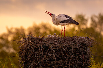 A family of storks in their eyrie. The female is just preparing the Meal for the little ones, whose...
