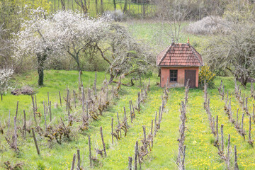 Fototapeta na wymiar maisonnette rouge dans un champ de vignes au printemps