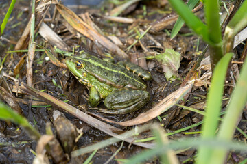 frog in the grass