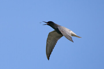 Black tern (Chlidonias niger)