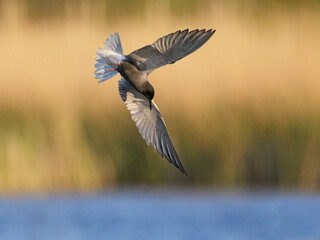 Black tern (Chlidonias niger)