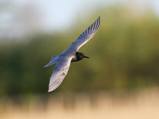 Black tern (Chlidonias niger)