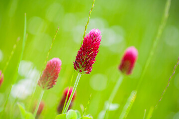 clover blossoms 