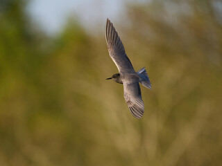 Black tern (Chlidonias niger)