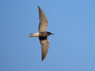 Black tern (Chlidonias niger)