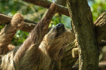 Serene Portrait of a Sloth in its Natural Jungle Habitat. Capturing the Peaceful and Endearing Nature of this Adorable and Endangered Mammal.