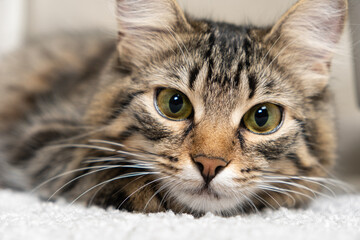 Portrait of a cute tabby cat lying on a carpet. Cat's face, mustache and gaze
