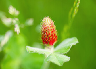 close up of a red flower