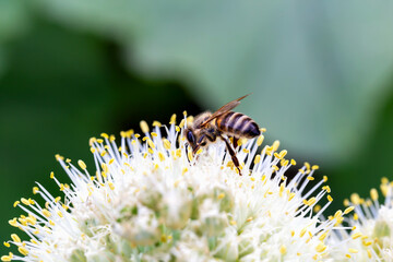 Close-up of bee pollinating onion flowers in vegetable garden on green background. New harvest. Environmentally friendly products. Locally grown. Selective focus, defocus