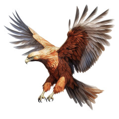 Obraz premium Aquila chrysaetos