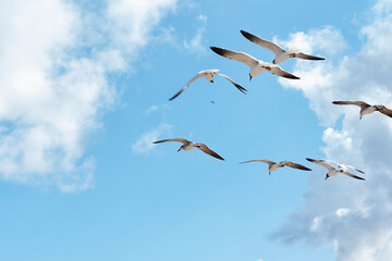 A flock of seagulls flying in a blue clear sky