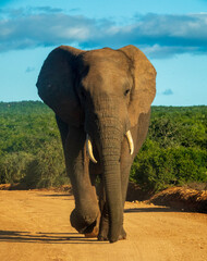 Homeward bound. An African Elephant bull walking on a gravel road in Addo Elephant National Park.