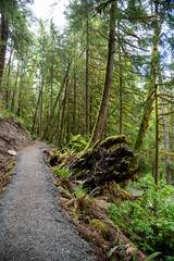 Beautiful forest walking path trail through lush mossy green pine trees.