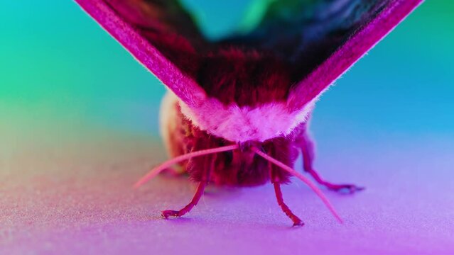 Night butterfly - Saturnia pyri, giant peacock moth under colorful neon light