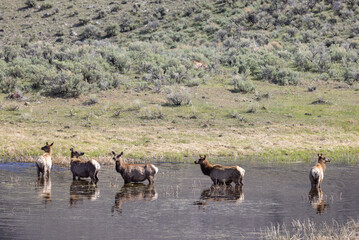 Herd of Cow elk at a Pond in Springtime