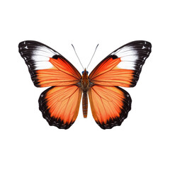 Fototapeta na wymiar butterfly on white