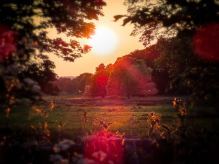 Fototapeta na wymiar Trees in the sunset light 