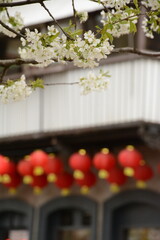 Blossoming cherry tree near the cafe with Chinese lanterns