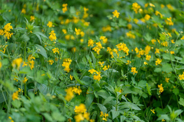Lesser celandine flowers in spring meadow, closeup. Field with yellow flowers in spring