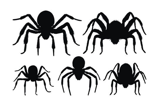 Poison Spider Images – Browse 39 Stock Photos, Vectors, and Video