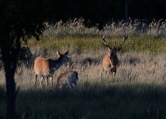 Rotwild - Hirsch, Tier und Kalb