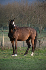 Obraz premium plein d'animaux