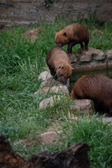 animaux divers