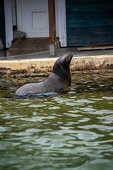 animaux divers