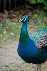 Fototapeta premium animaux divers