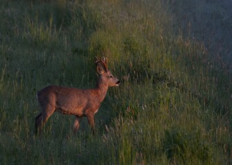 Junger Rehbck - Profil