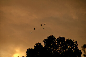 birds in the sky