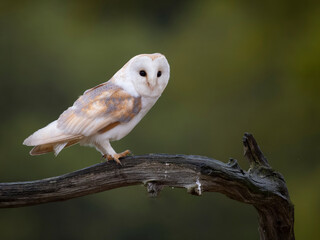 Barn owl, Tyto alba