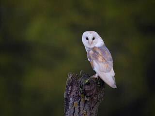 Barn owl, Tyto alba