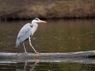 Grey heron, Ardea cinerea