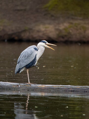 Grey heron, Ardea cinerea