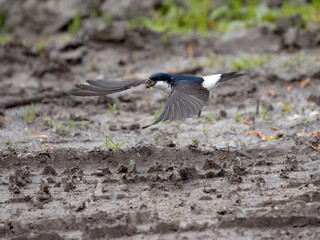 House martin, Delichon urbicum