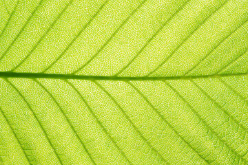 Green leaf texture. Natural enviroment vibrant background. Plant macro veins pattern. Backlight...