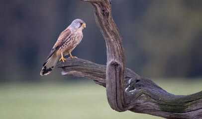 Common kestrel, Falco tinnunculus,