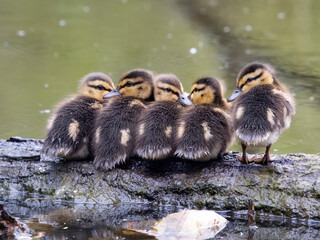 Mallard, Anas platyrhynchos