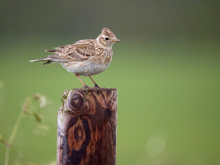Skylark, Alauda arvensis