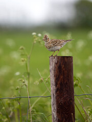 Skylark, Alauda arvensis