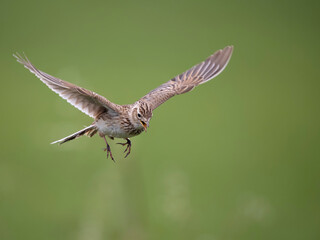 Skylark, Alauda arvensis