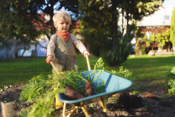 Little boy with wheelbarrow full of carrots working in garden.