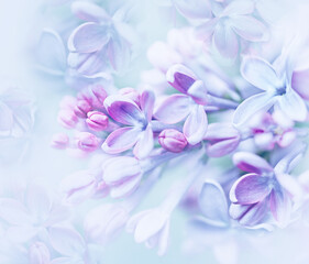 Floral  spring background. Lilac flowers background. Flowers close-up.  Nature.