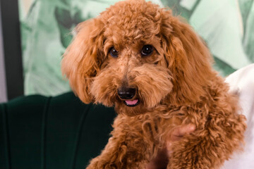 Adorable young brown poodle dog with the happy face, sitting on a green couch. indoors. Close-up.