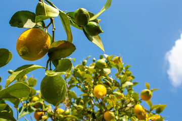 Lemon tree in spain against the sky. reality. Nature, spring-summer time
