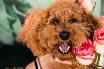 Adorable young brown poodle dog with the happy face close-up among flowers and roses. indoors.