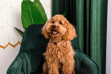 Adorable young brown poodle dog sitting on a chair by the table. indoors.