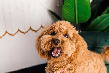 Adorable young brown poodle dog sitting on a chair by the table. indoors.