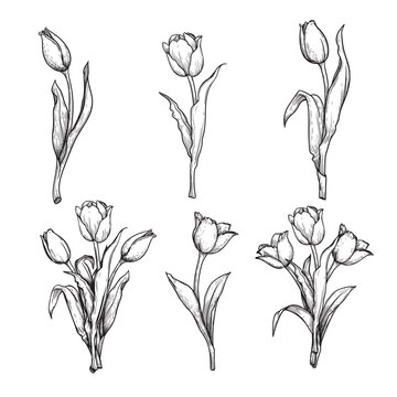Hand drawn sketch style tulips set. Retro vintage botany drawings. Best for invitations, holiday, spring flowers designs. Vector illustrations collection.